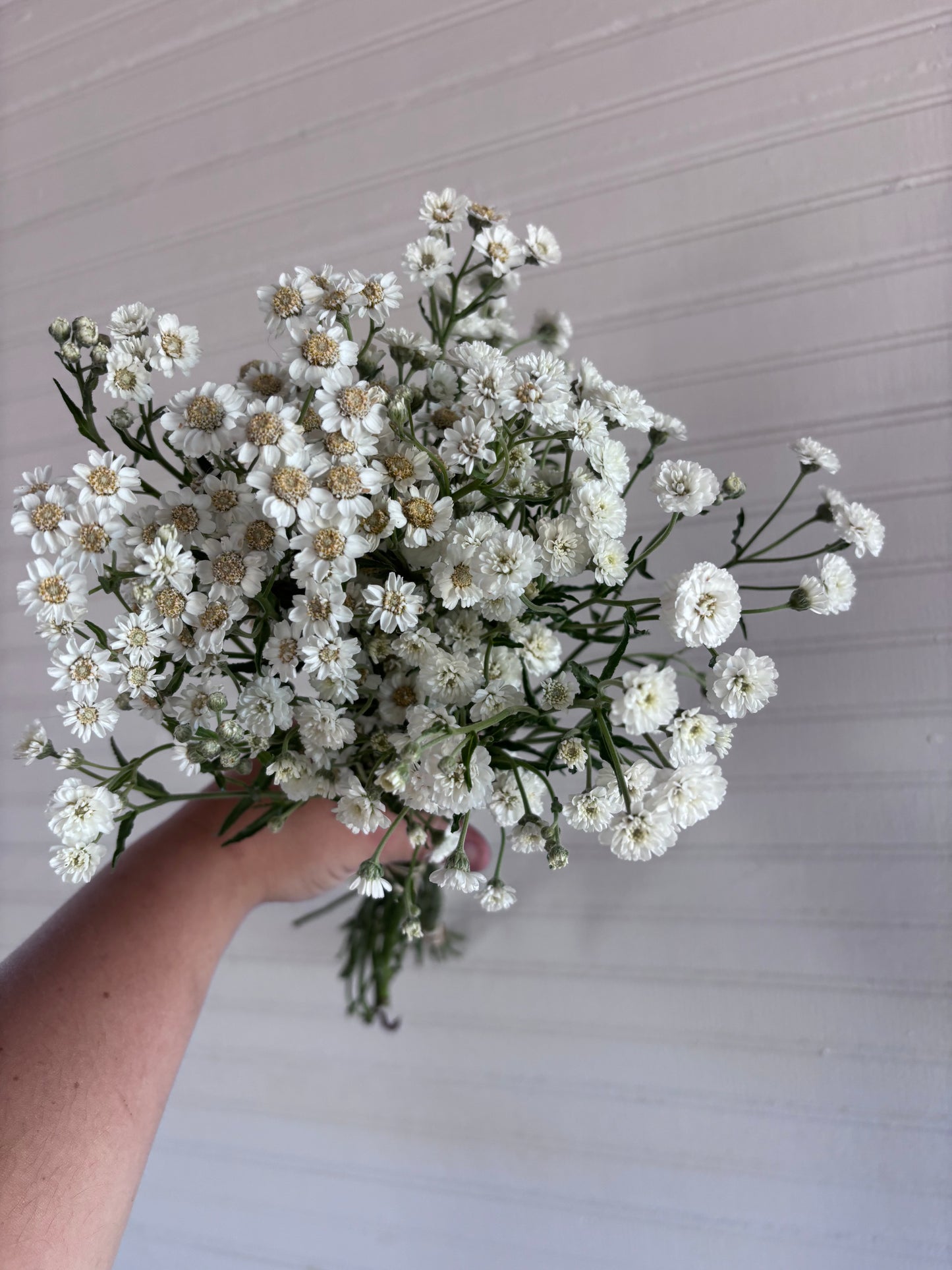 Yarrow - the pearl