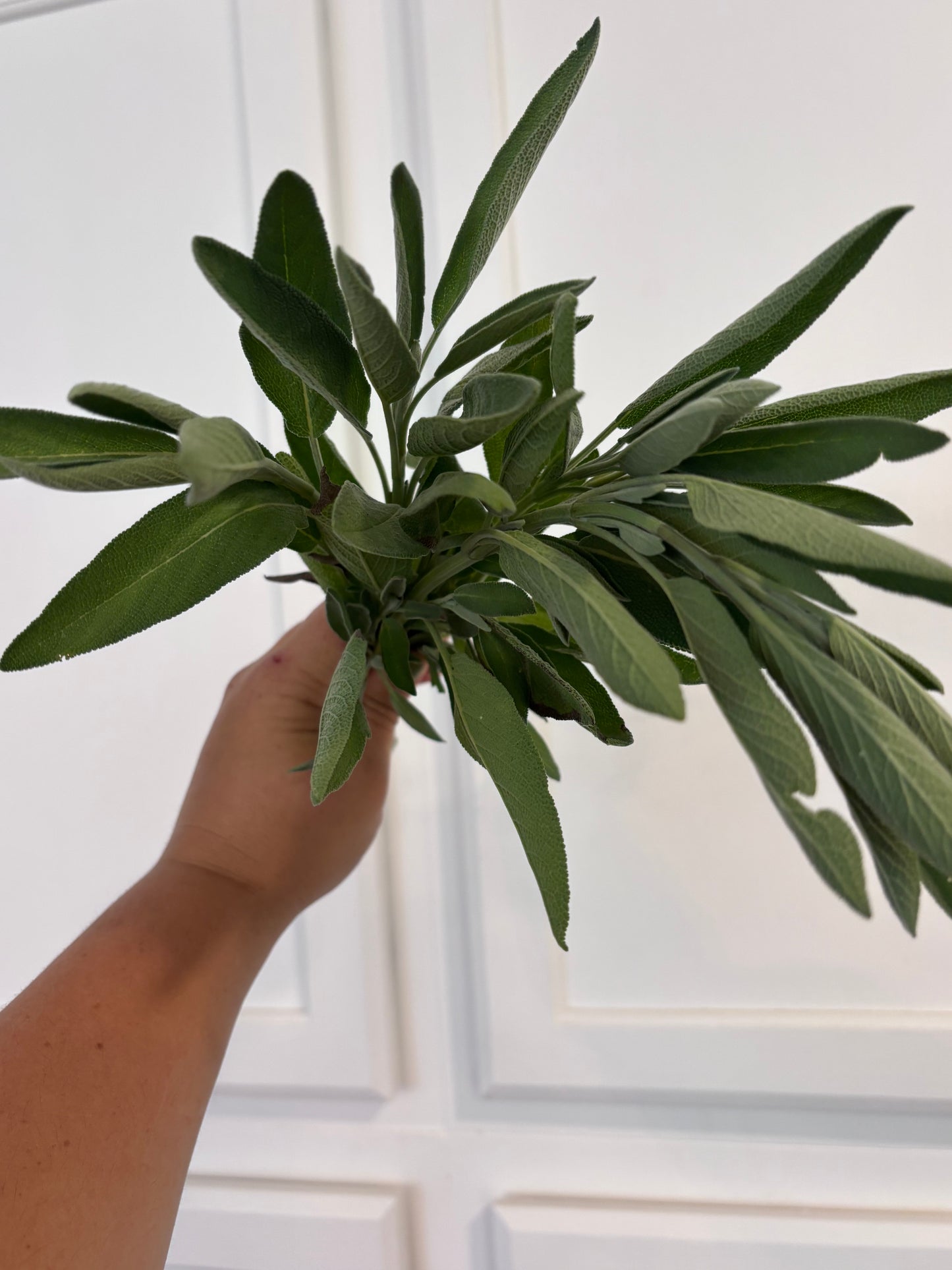 Sage