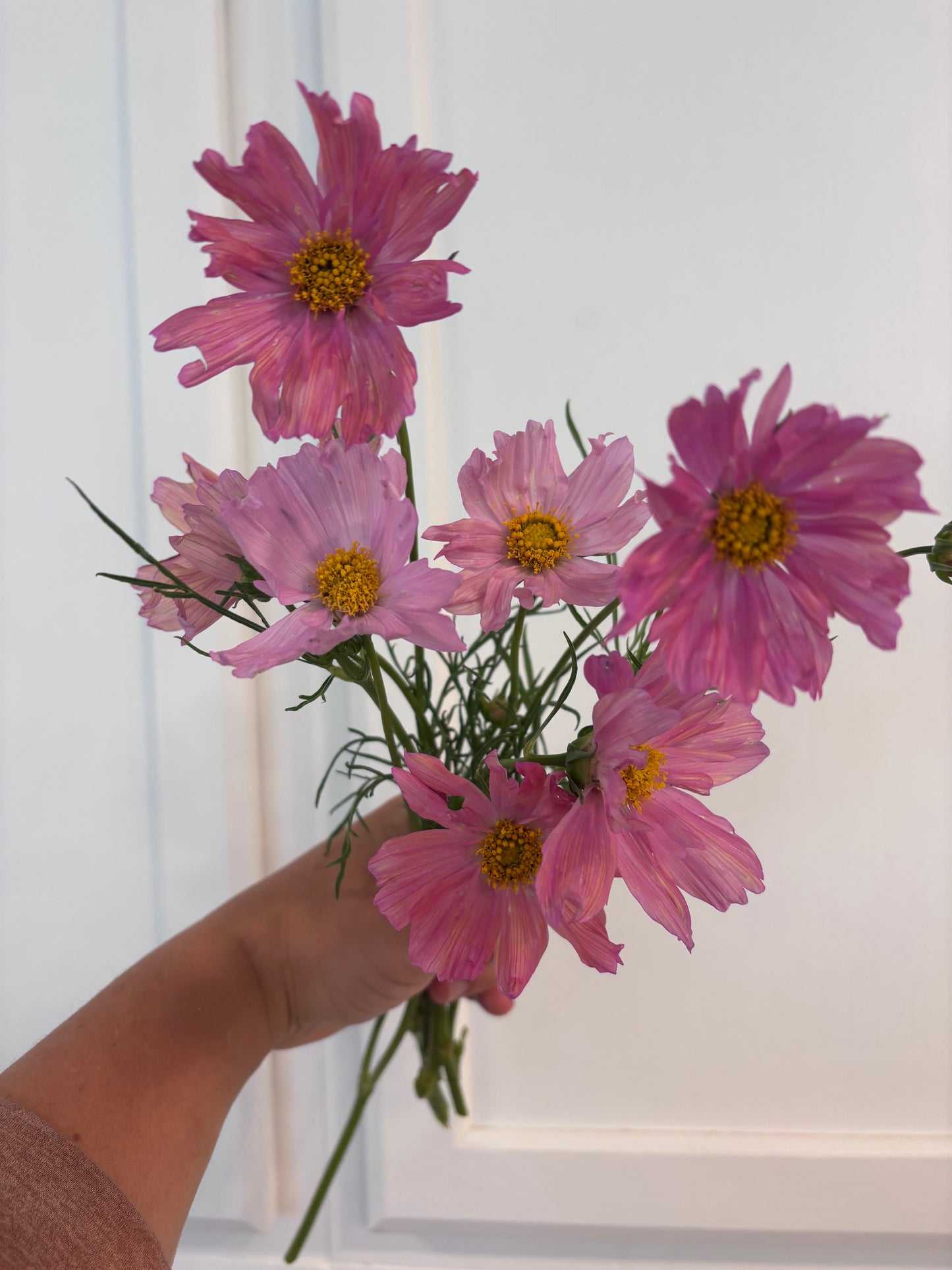 Cosmos - apricotta