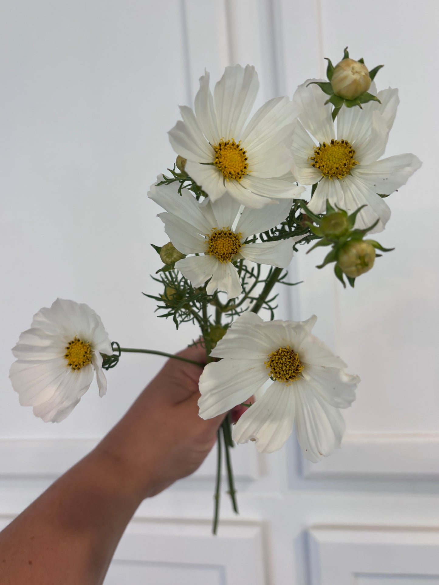 Cosmos - afternoon white