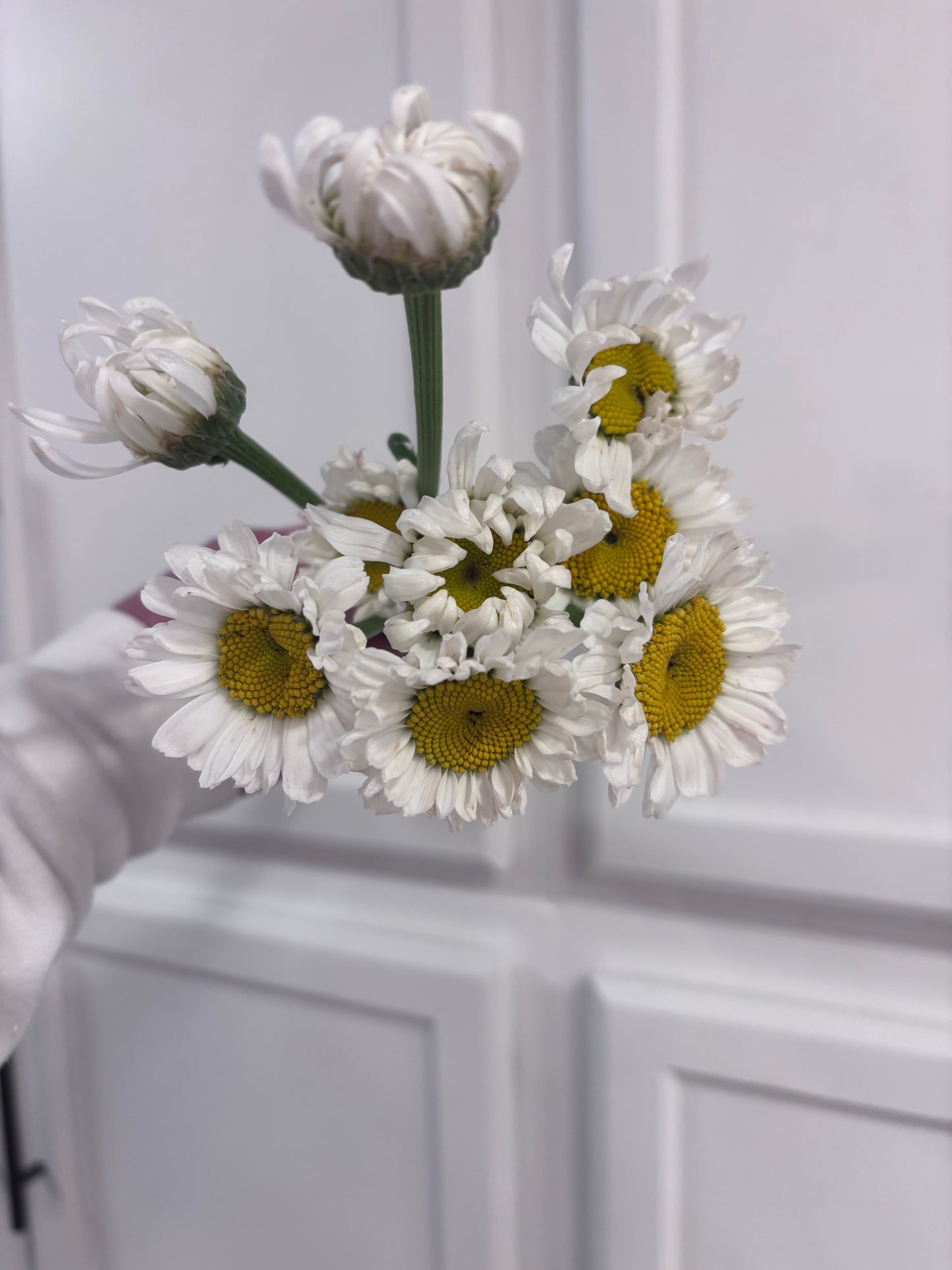 Shasta Daisy