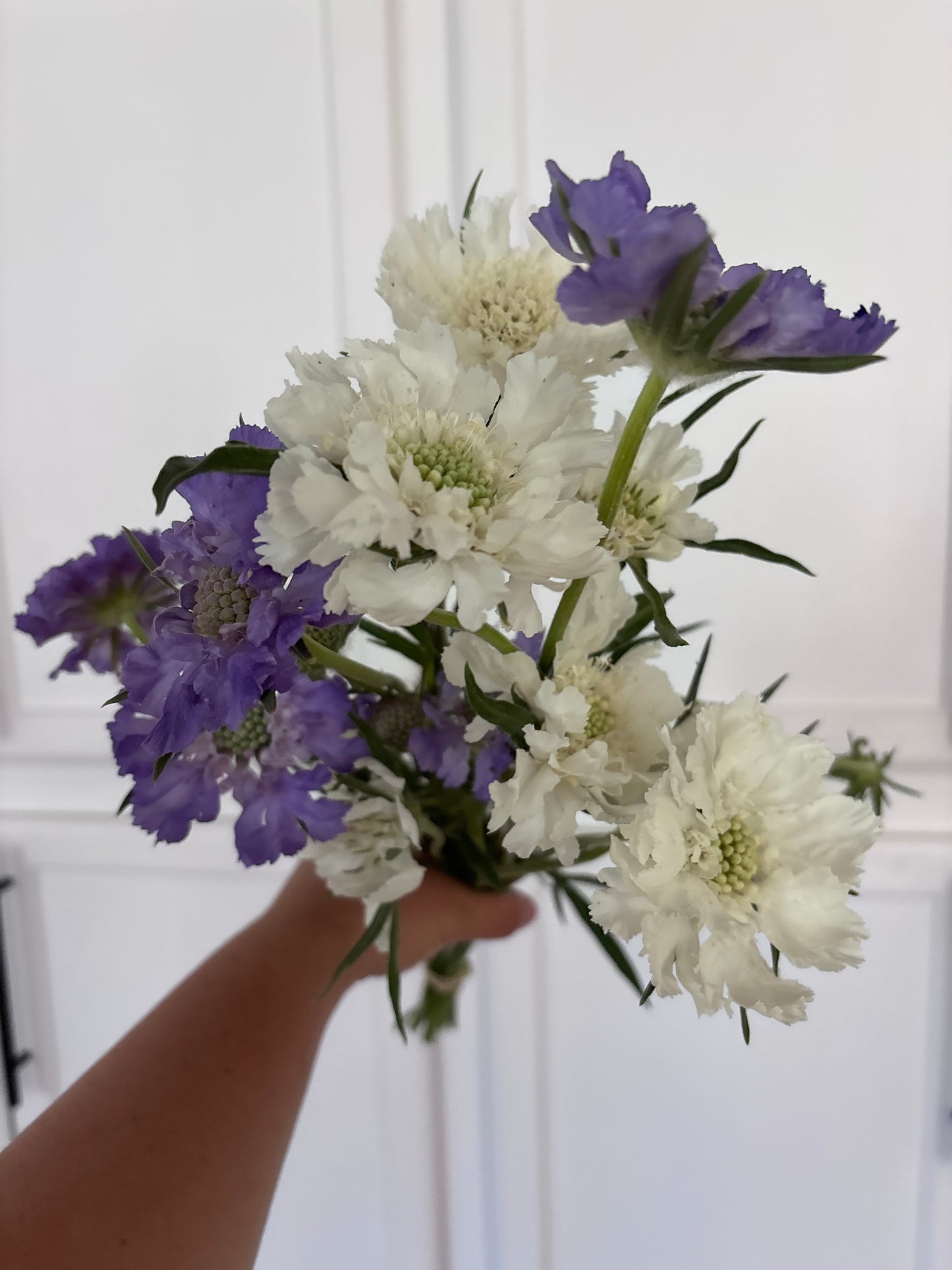 Fama Scabiosa - purple