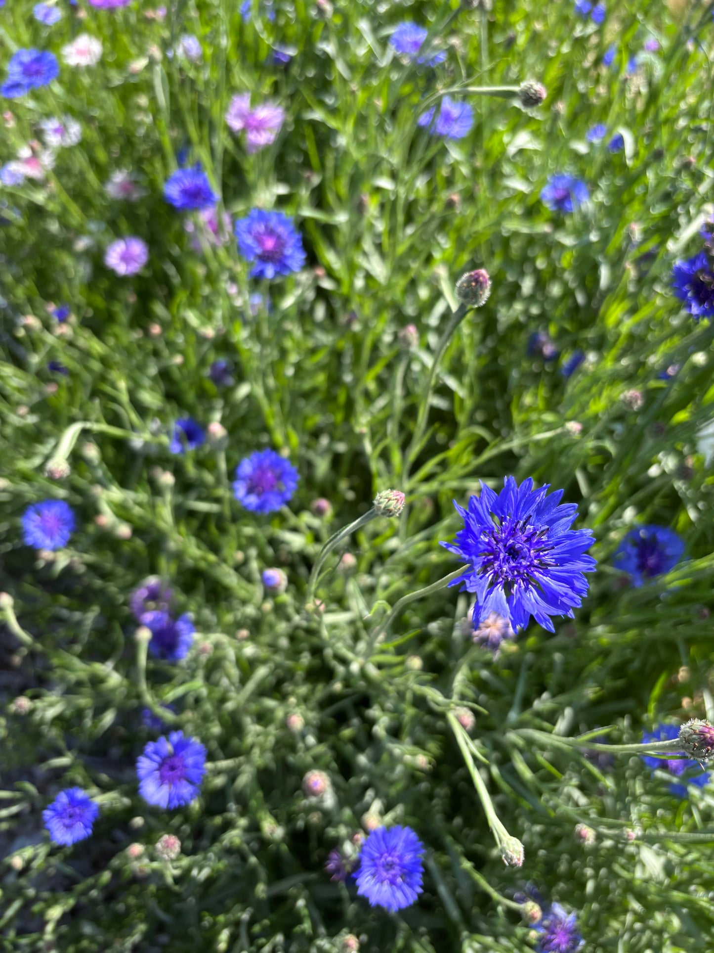 Bachelor Buttons - blue