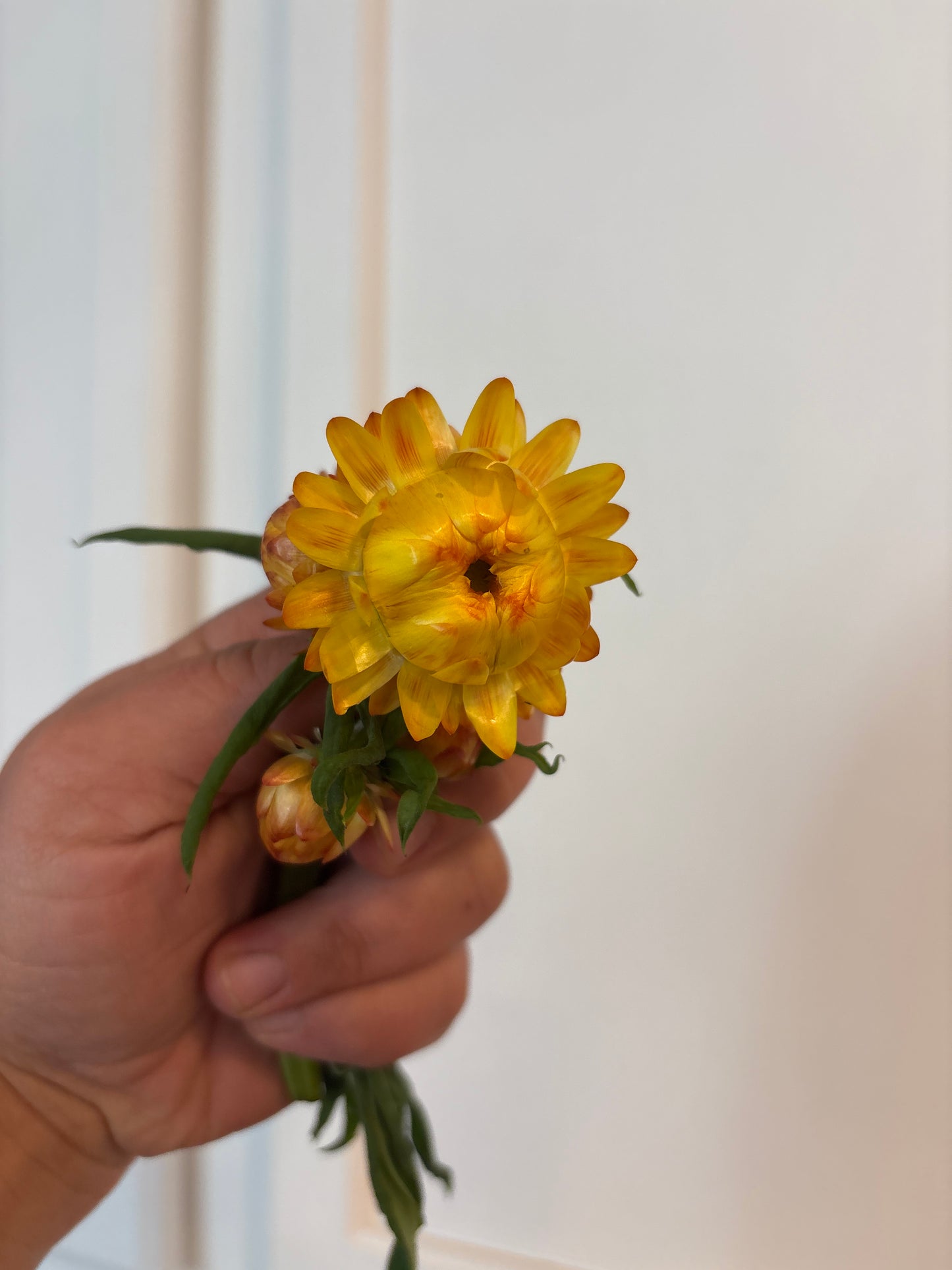 Strawflower - yellow