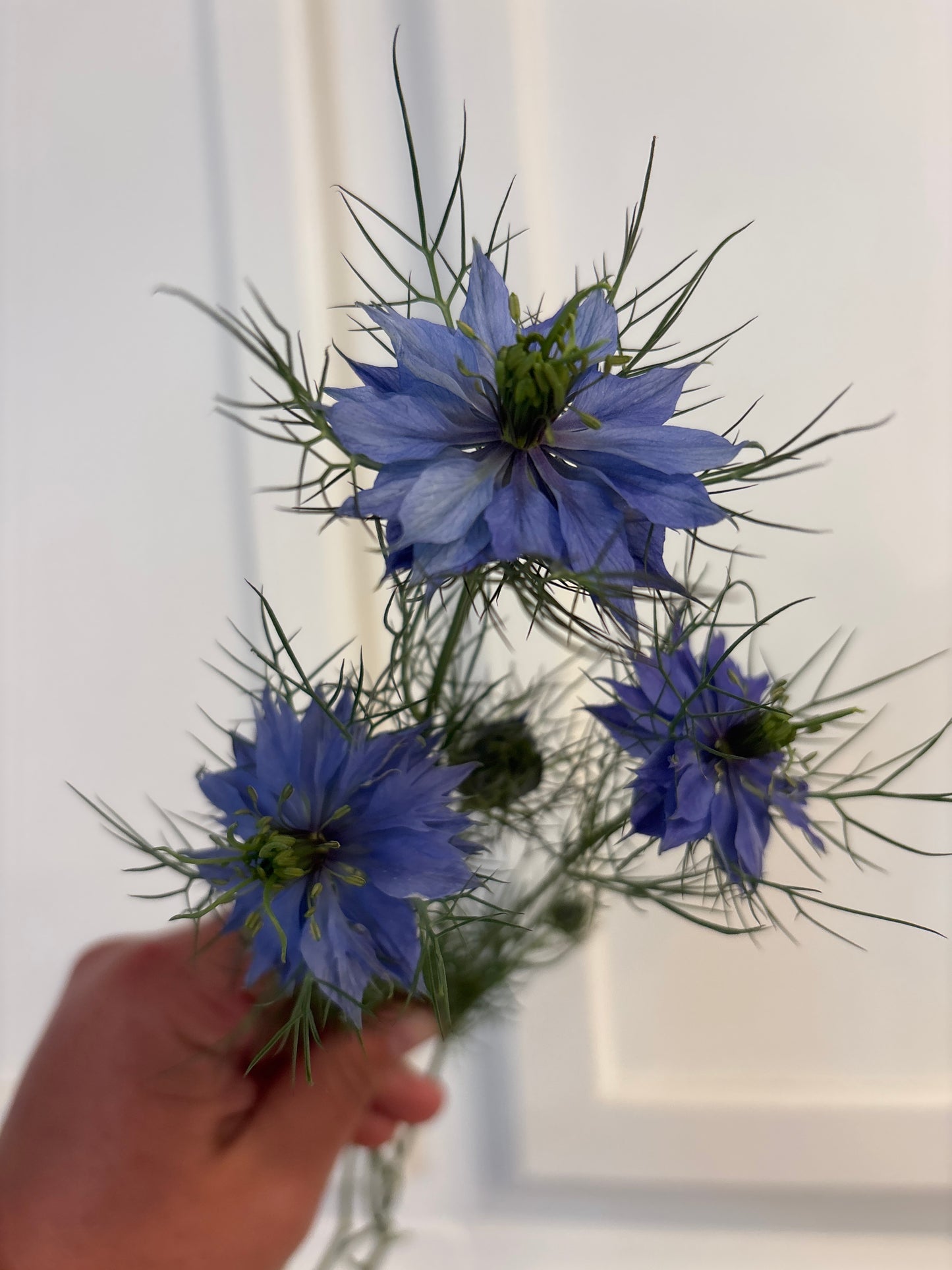 Nigella - blue