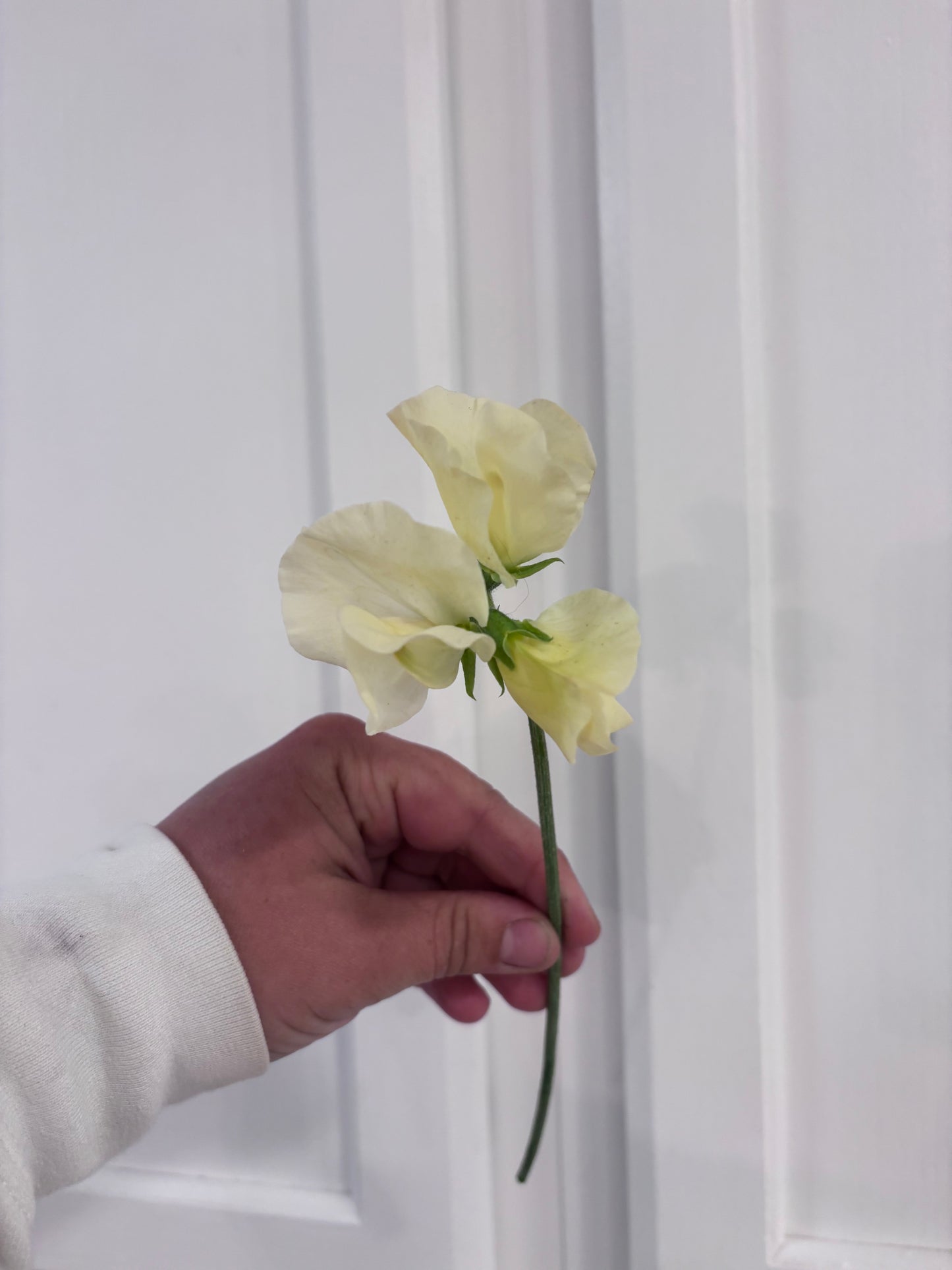 Sweet Pea - cream