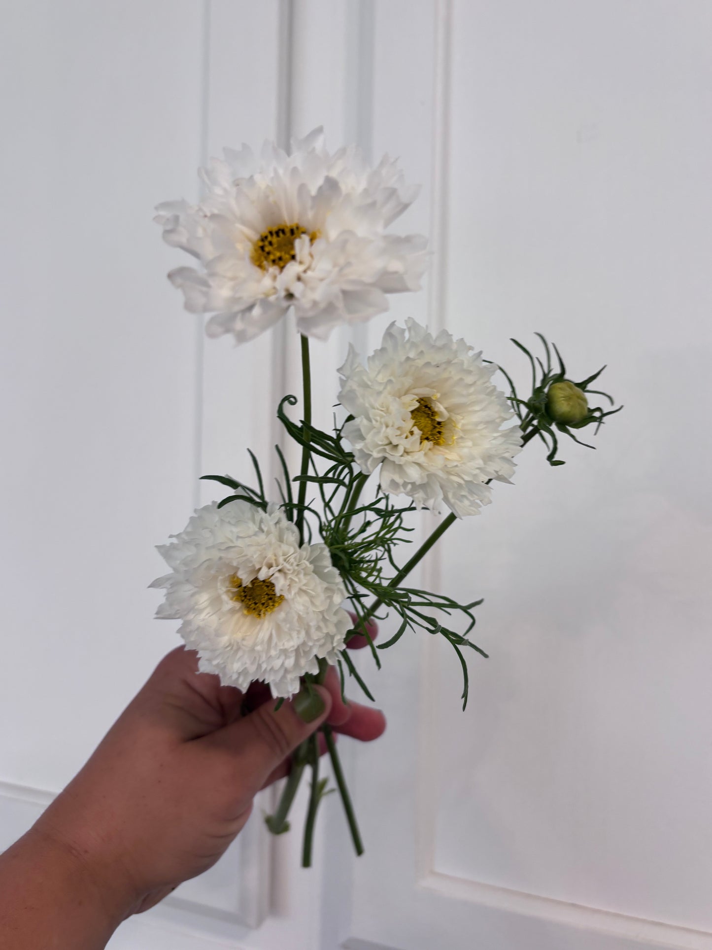 Cosmos - snowpuff