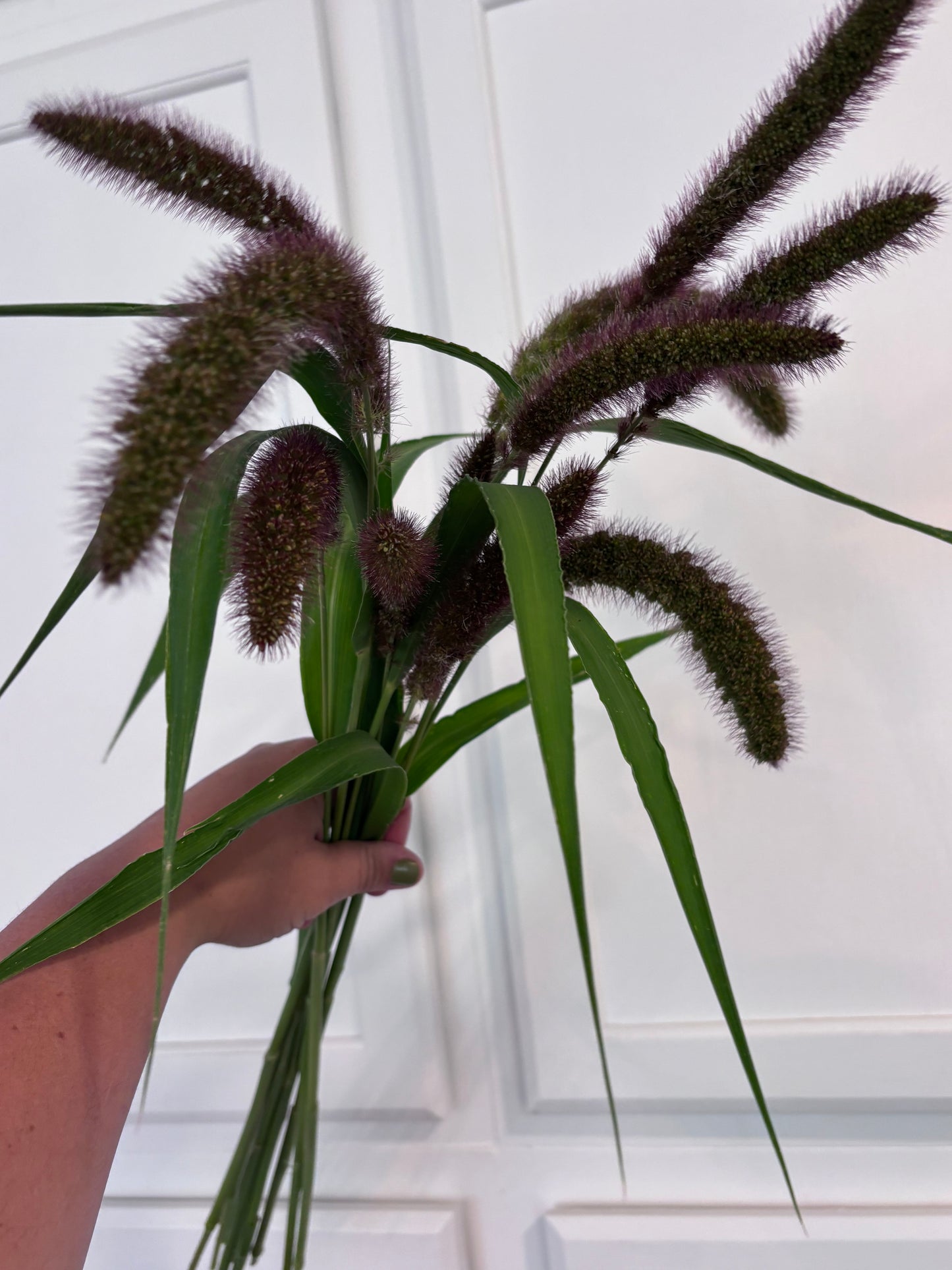 Lowlander Grass