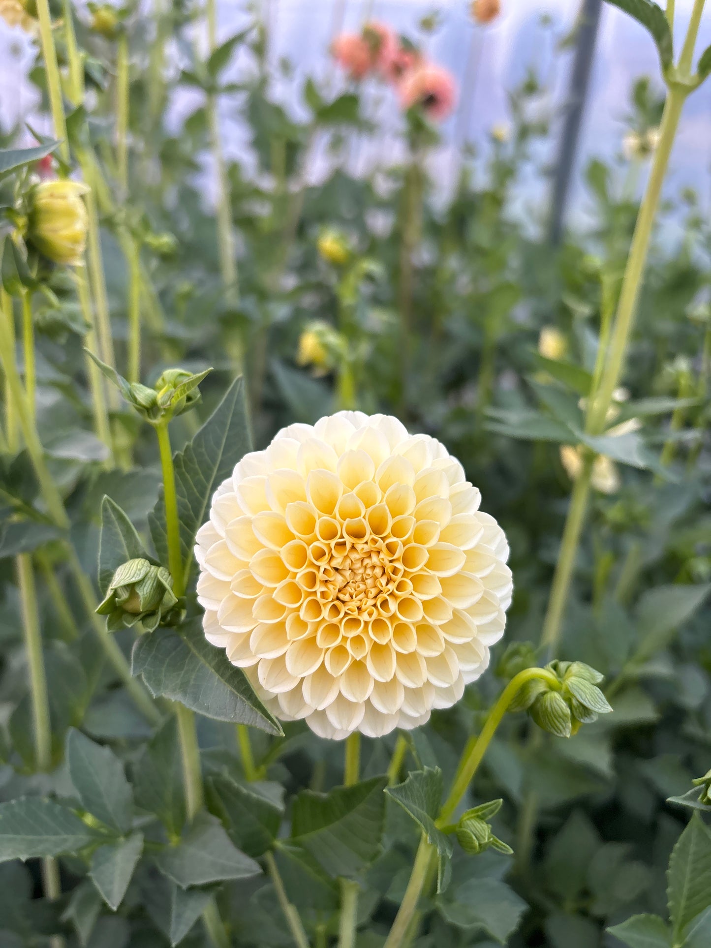 Dahlias - creamy yellow