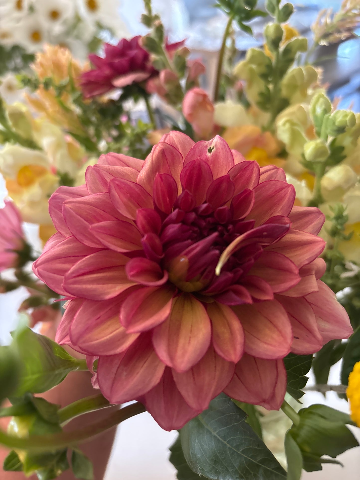 Dahlias - pinks + reds