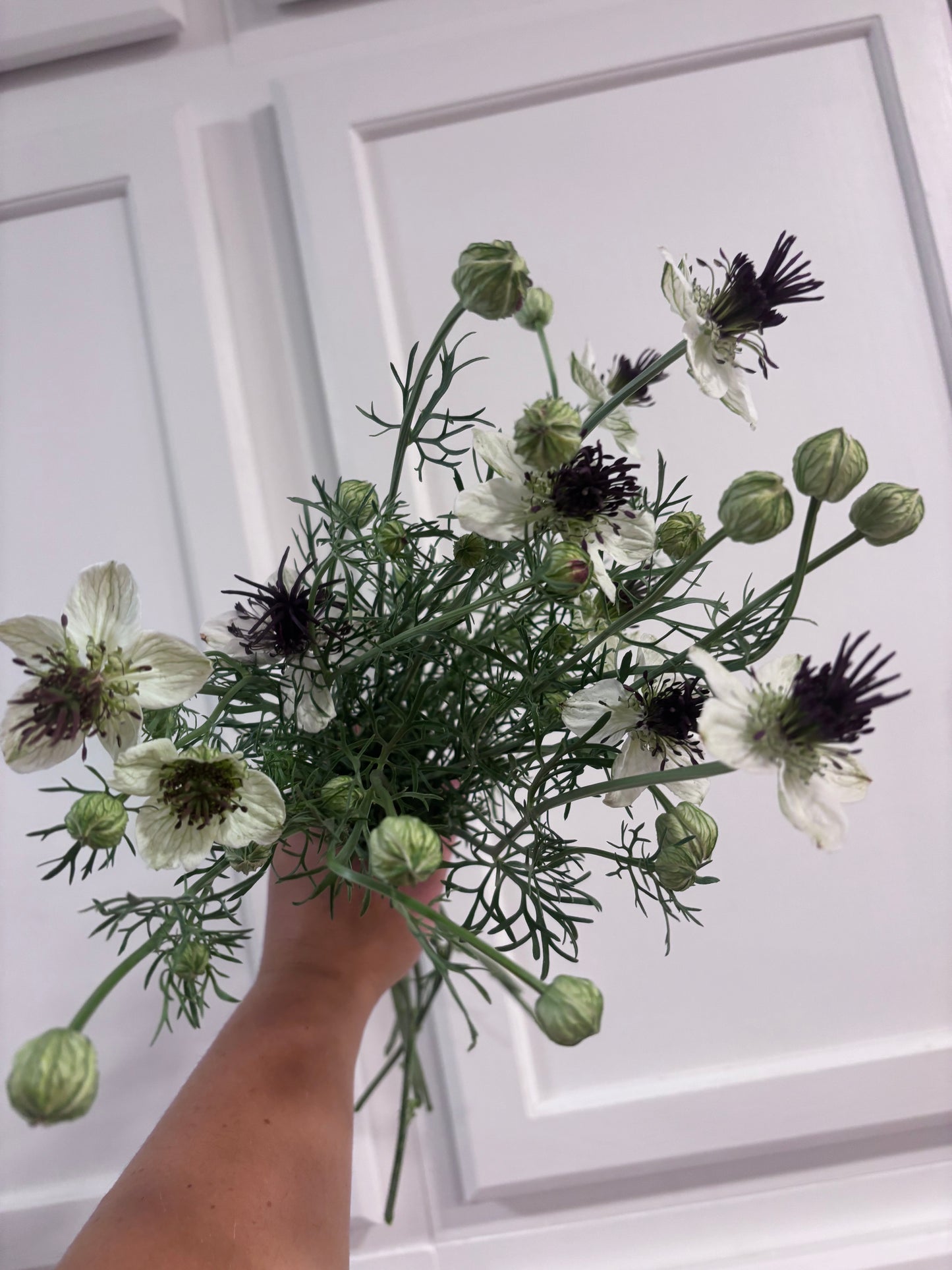 Nigella - white/purple