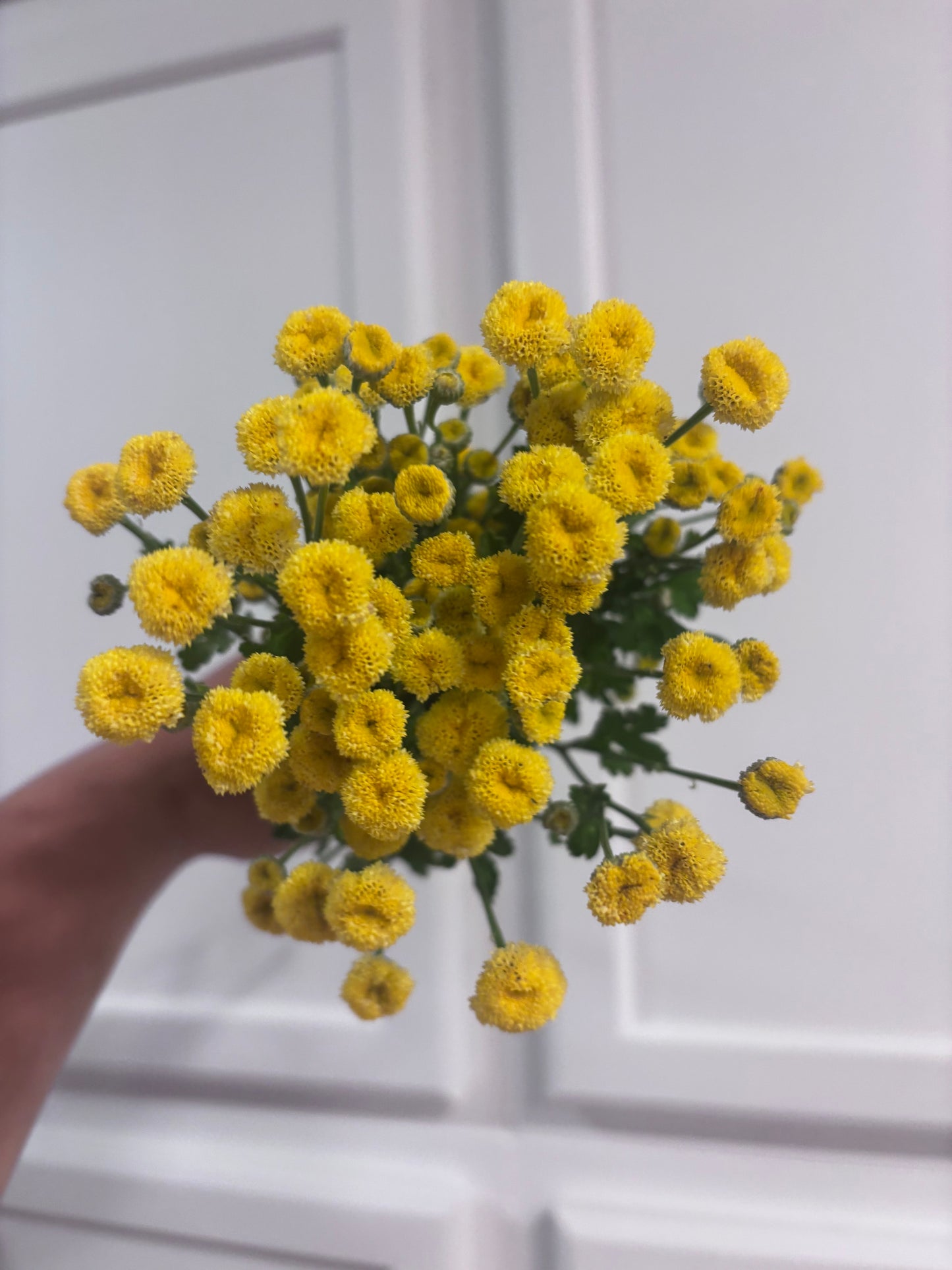 Feverfew - yellow buttons