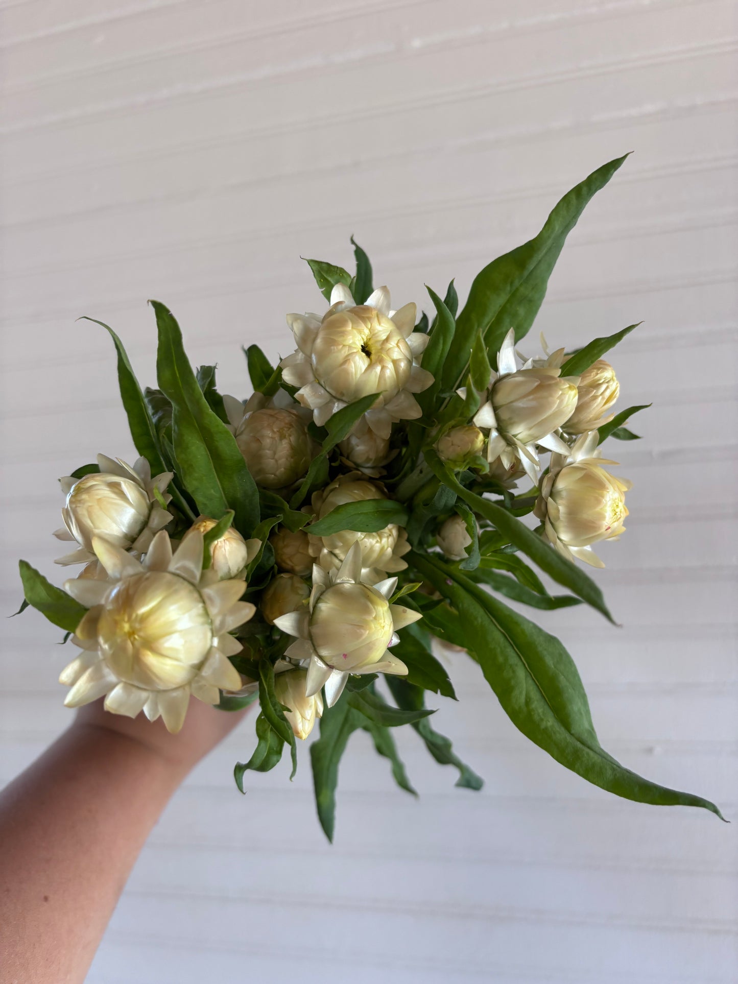 Strawflower - white