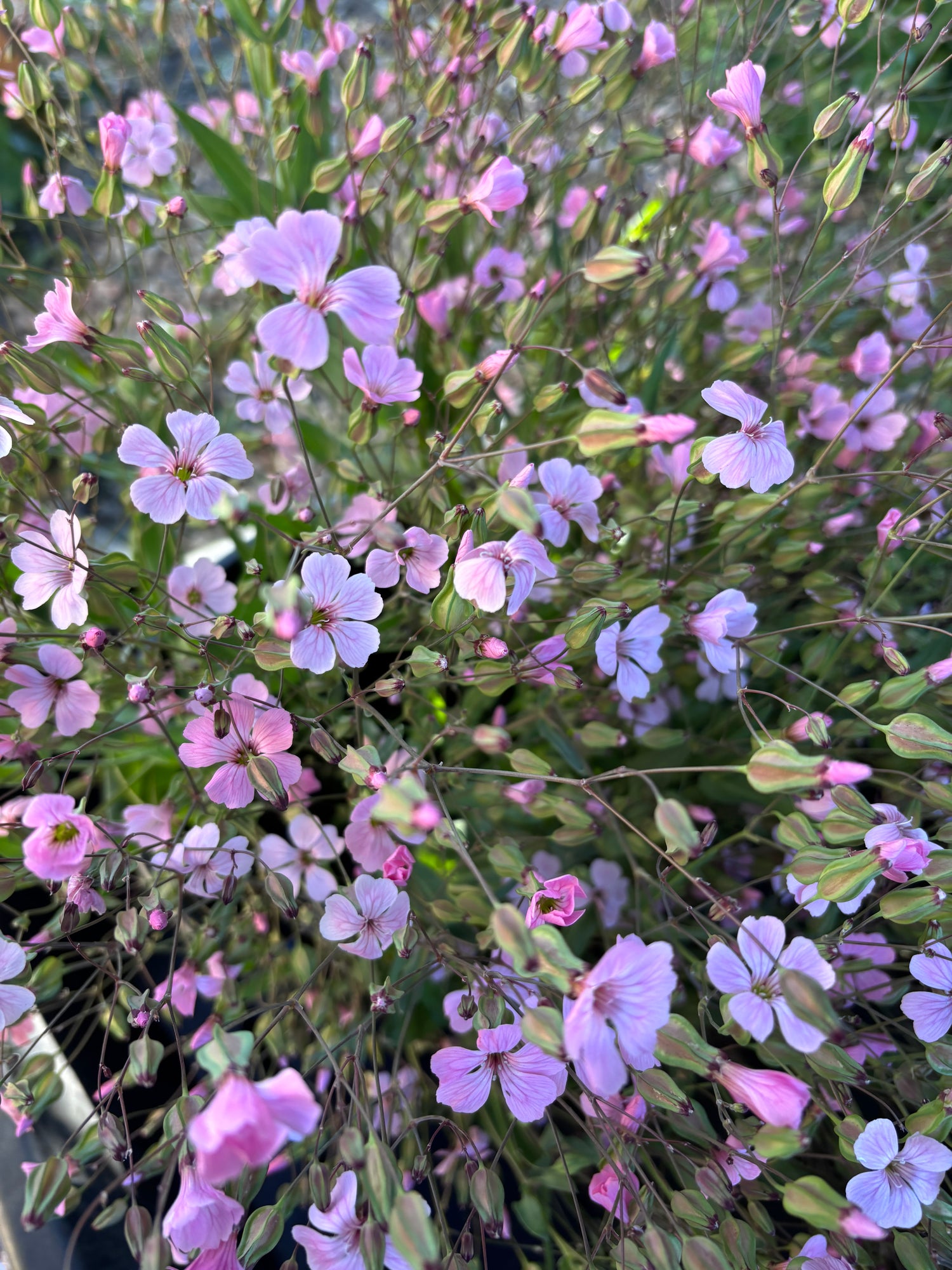 Saponaria by Little Button Farm Bozeman