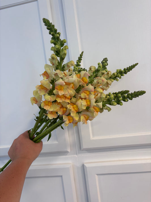 Snaps - apricot