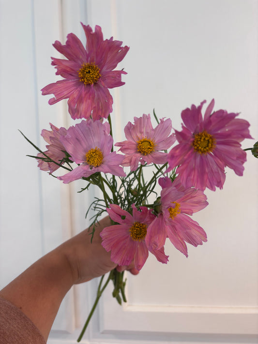 Cosmos - apricotta