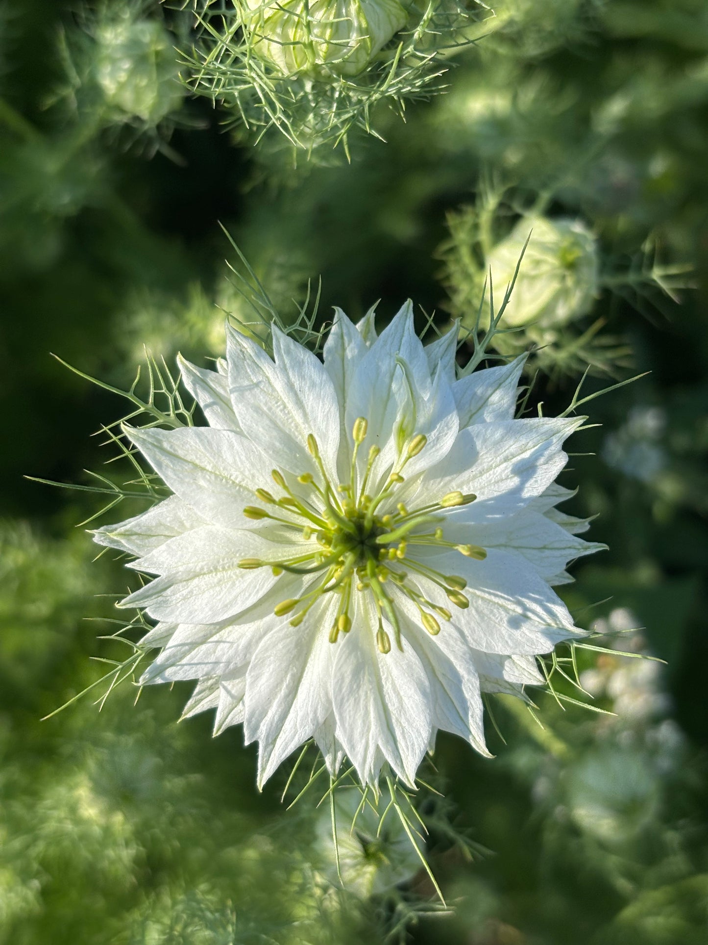 Nigella - white