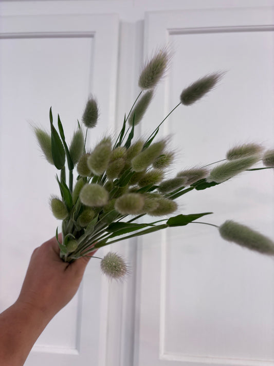 Bunny Tails Grass