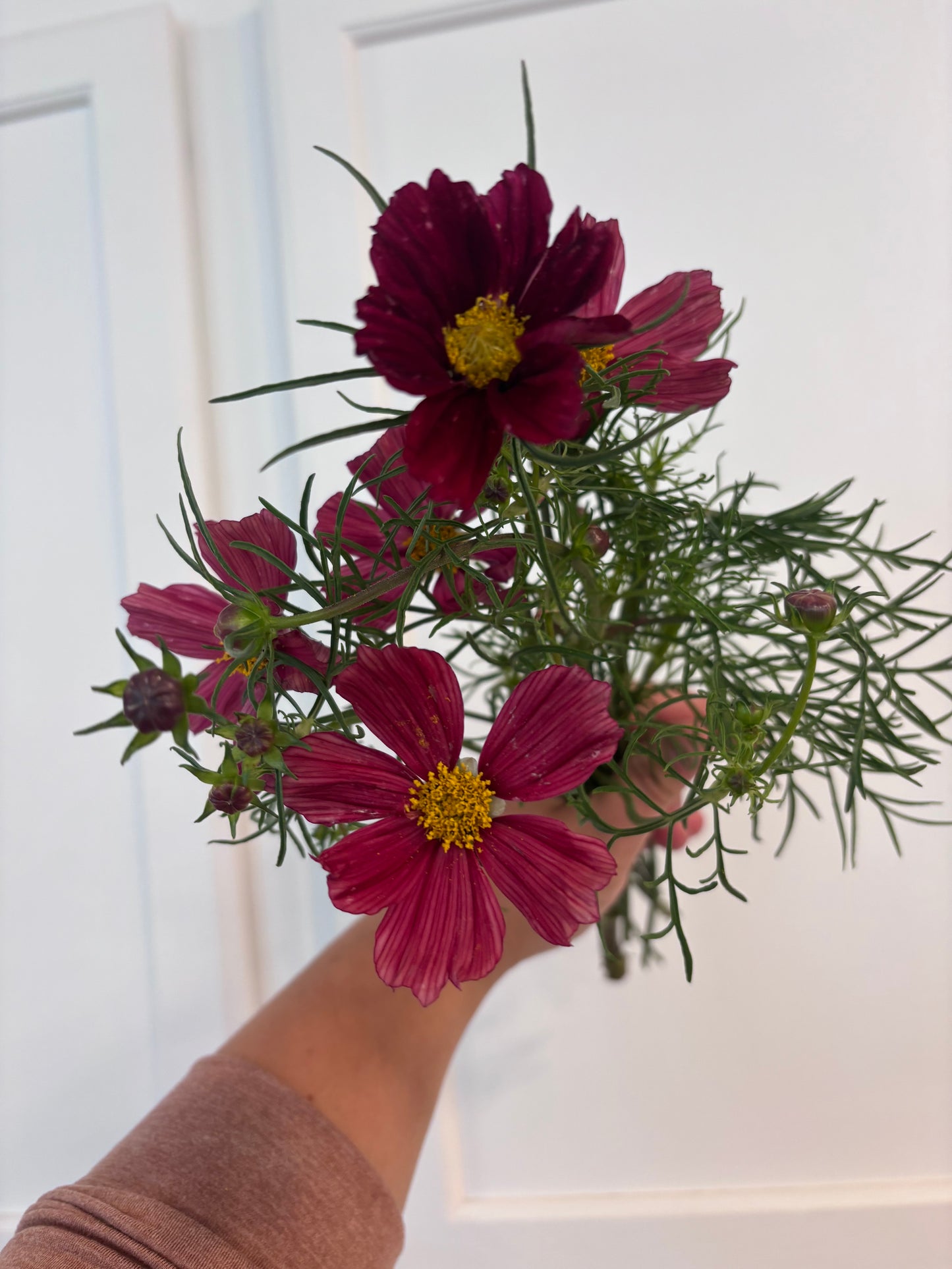 Cosmos - rubenza