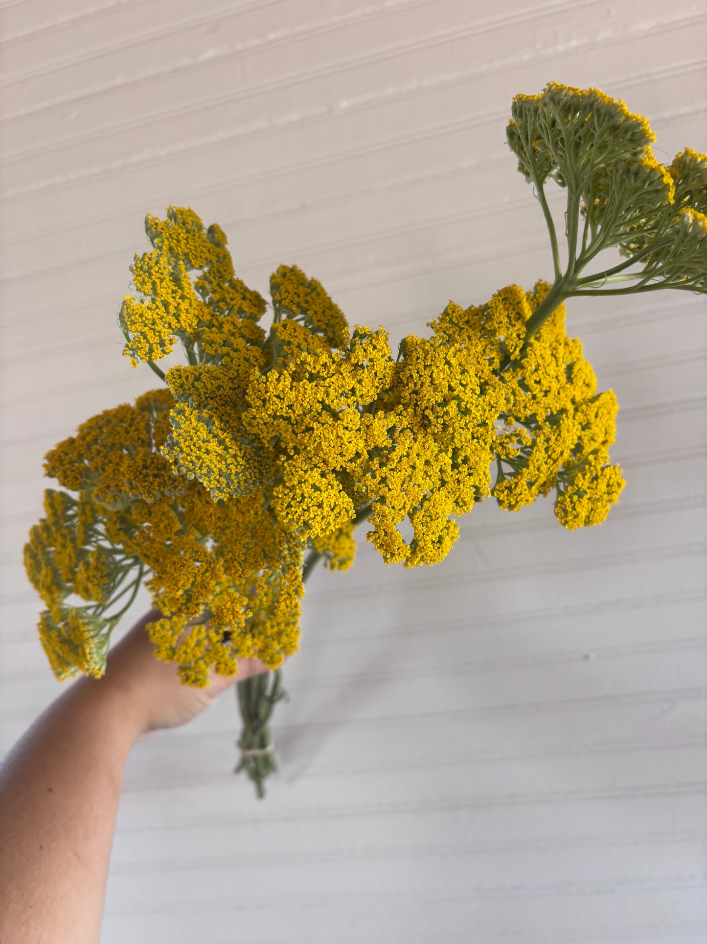 Yarrow - golden yellow