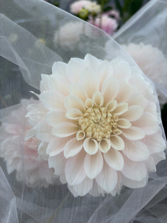 Dahlias - blush + white
