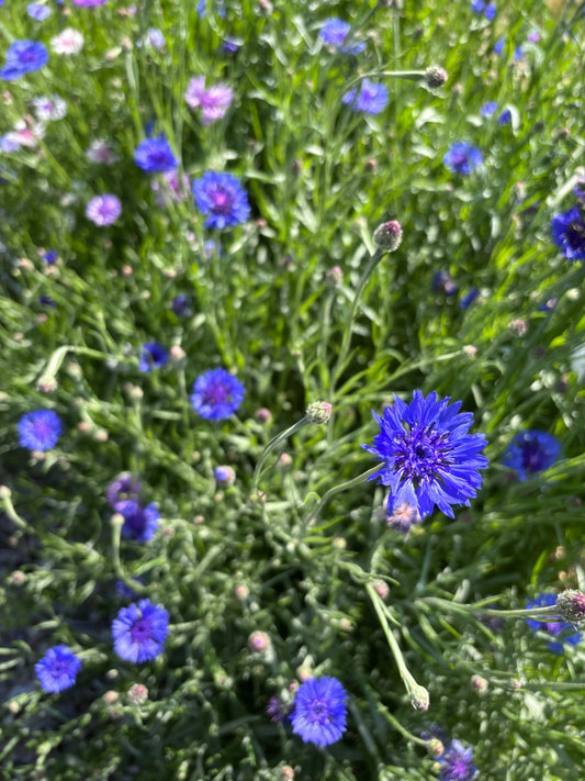 Bachelor Buttons - blue