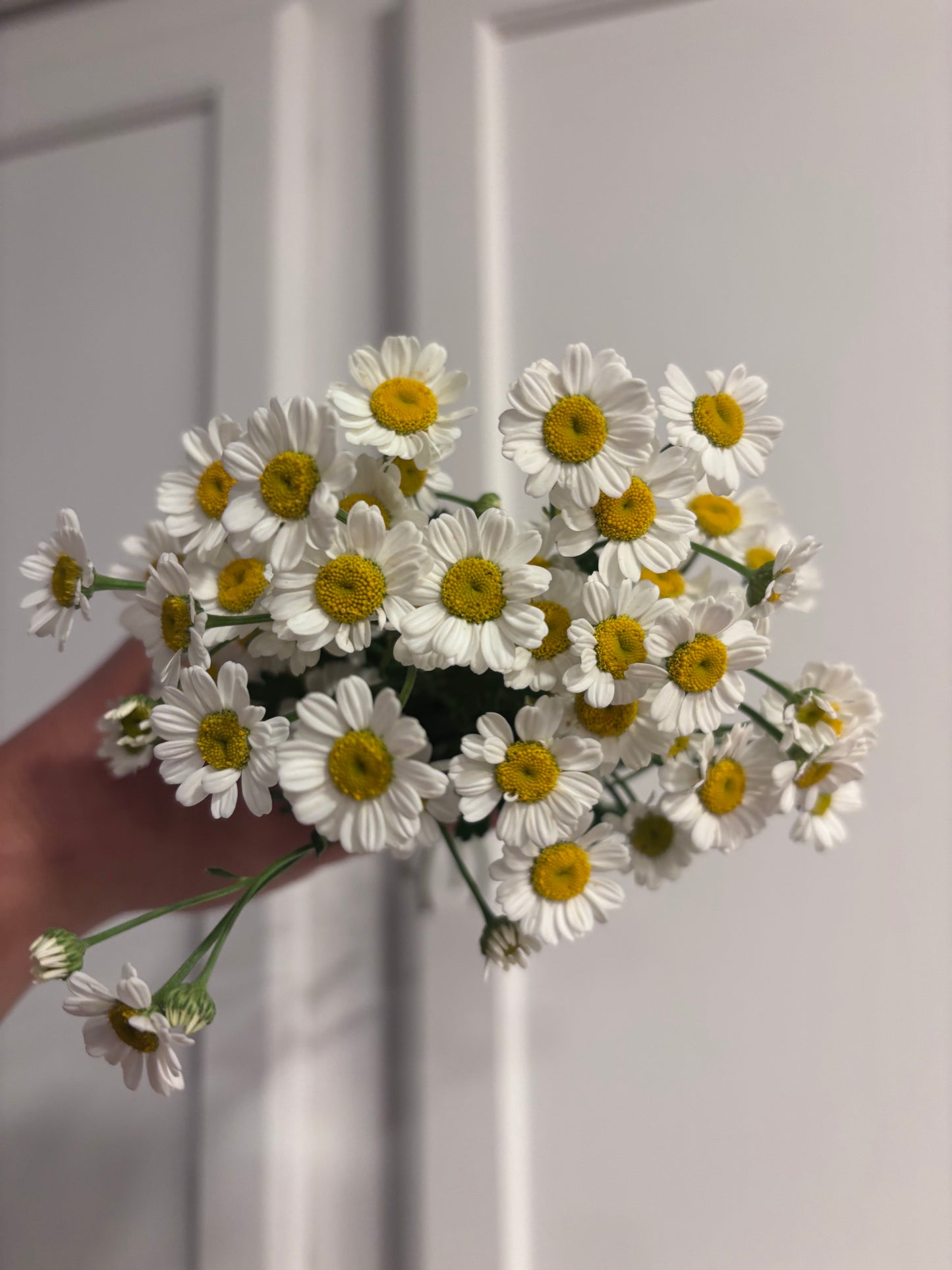 Feverfew - magic single