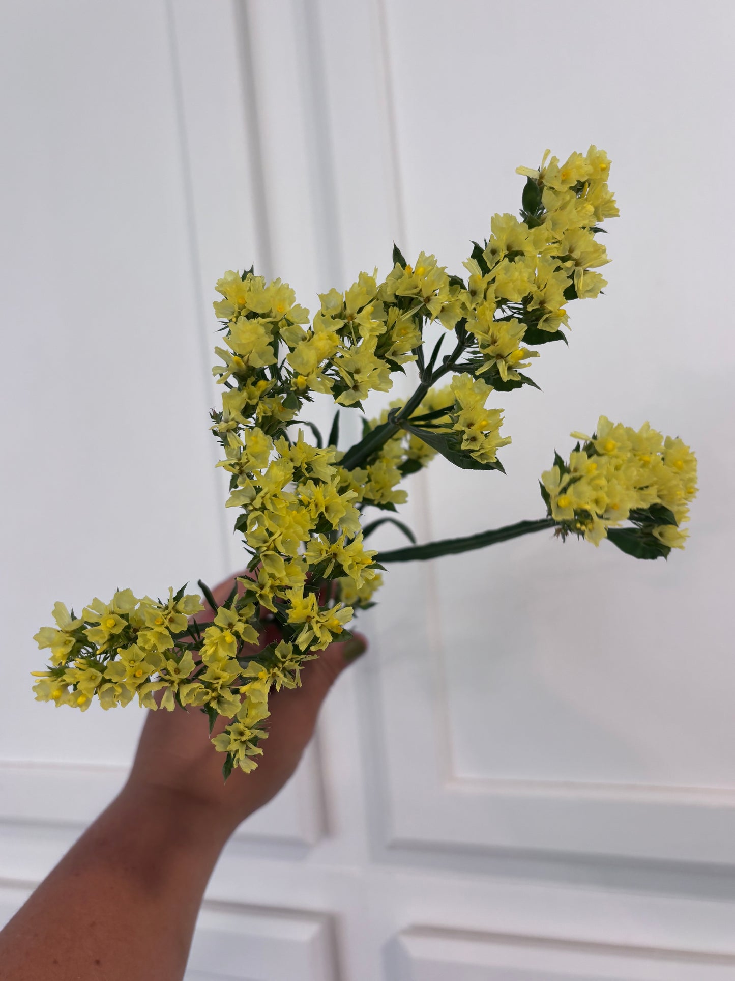 Statice - yellow