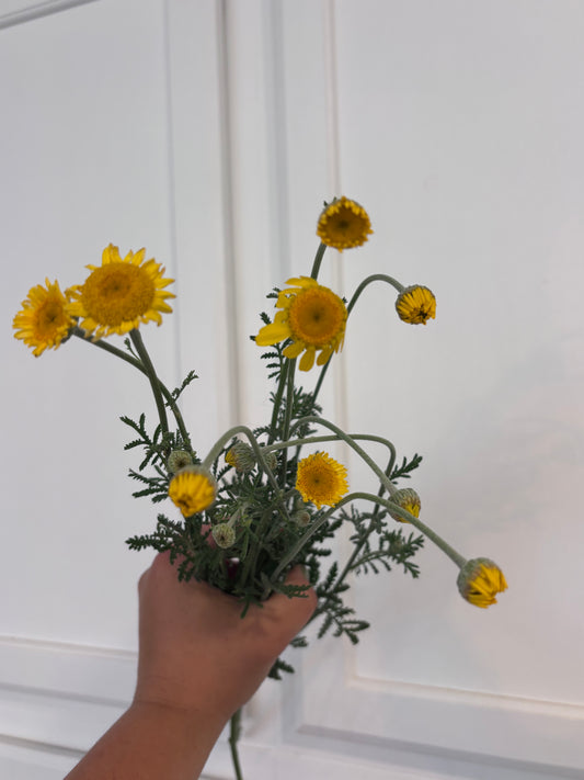 Marguerite Daisy