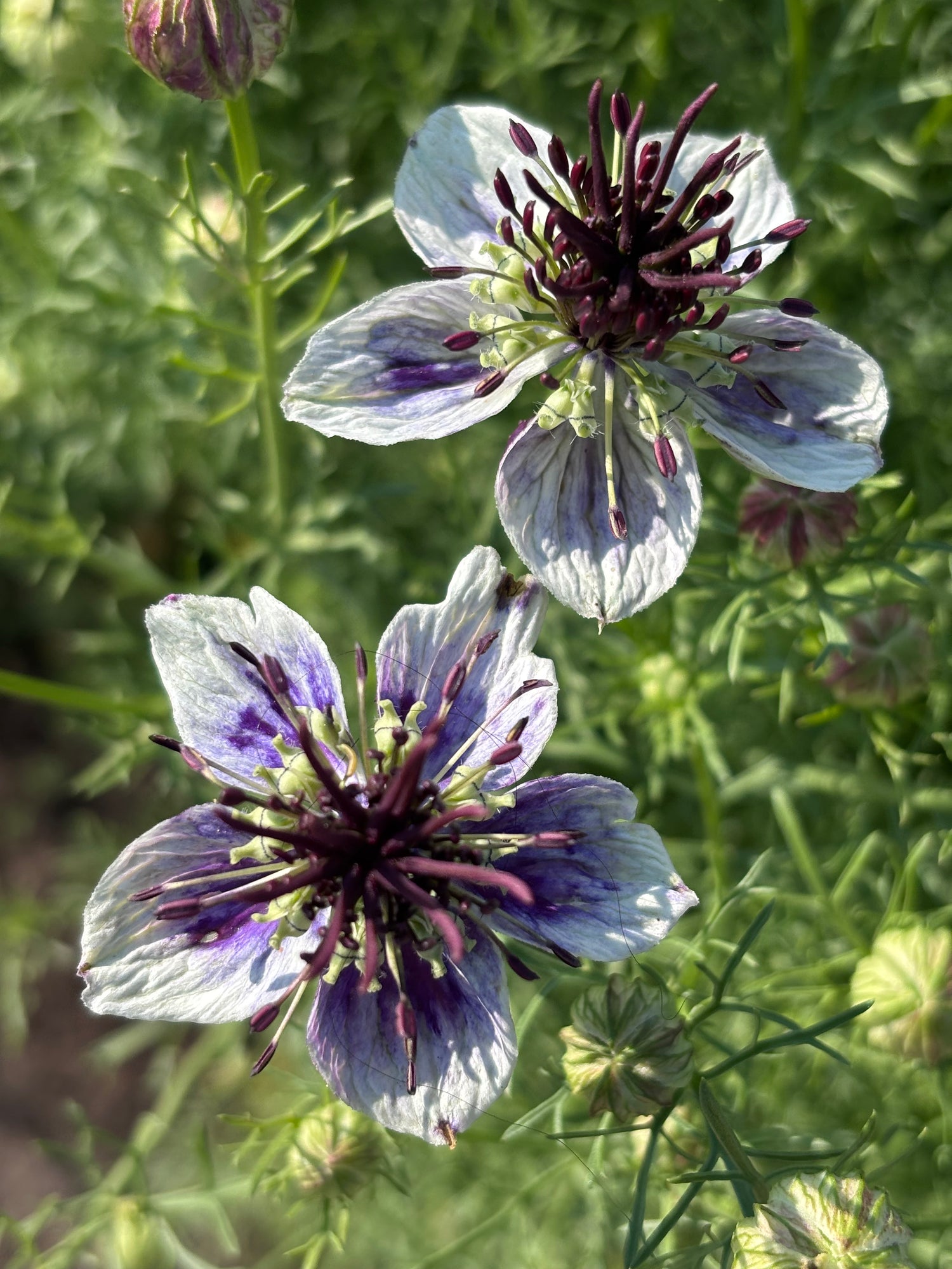 Nigella - white/purple arrangement 2 by Little Button Farm Bozeman