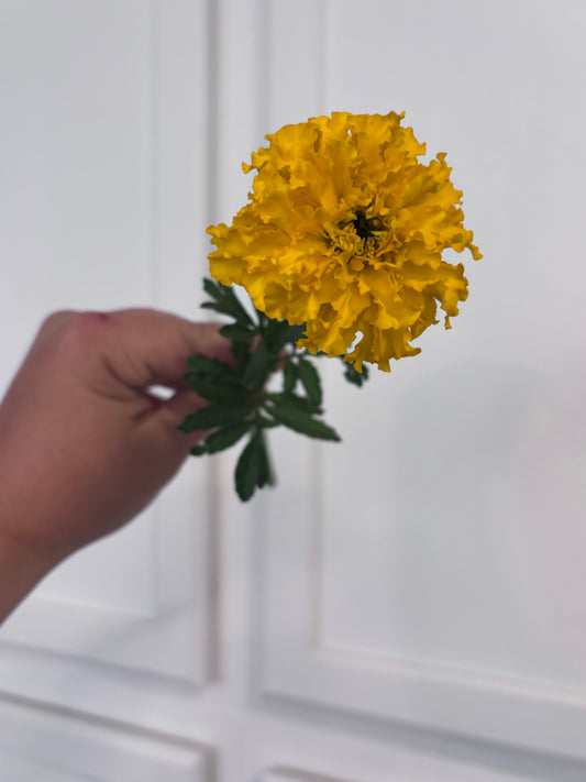 Marigolds - yellow
