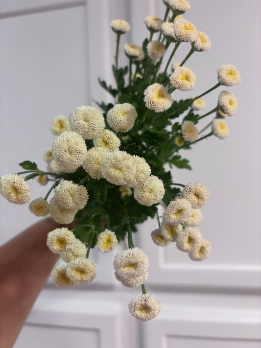 Feverfew - virgo