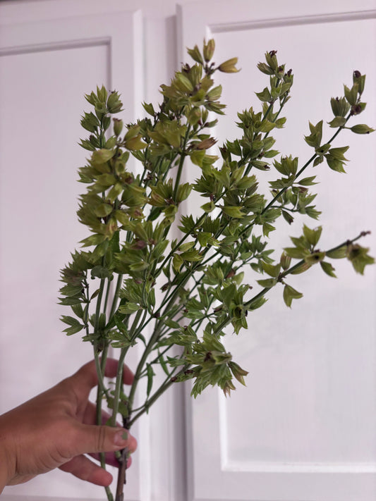 Sage - seed pods