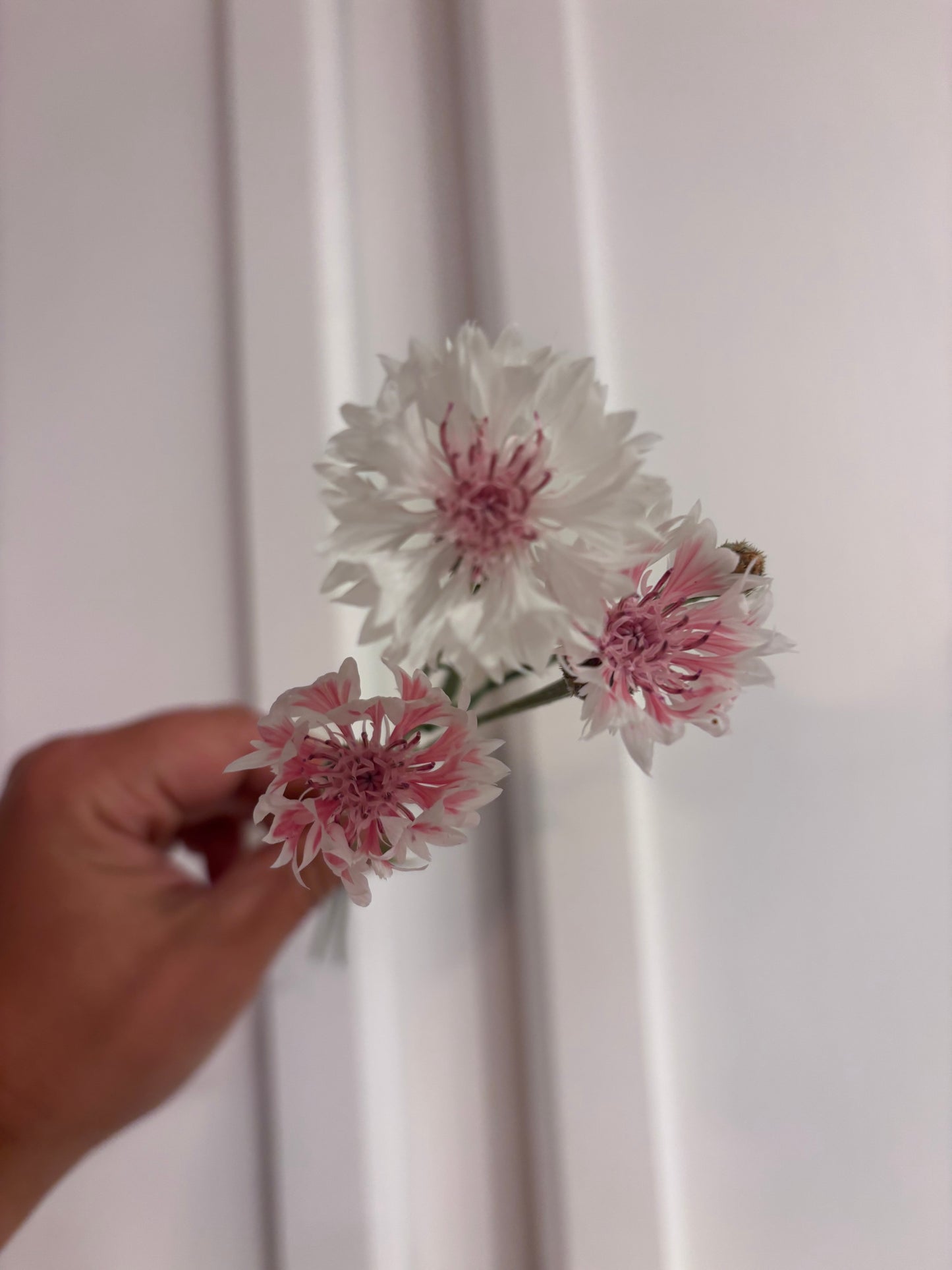 Bachelor Buttons - white + pink