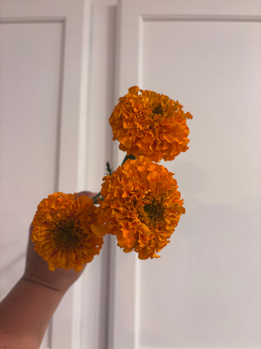 Marigolds - orange whopper