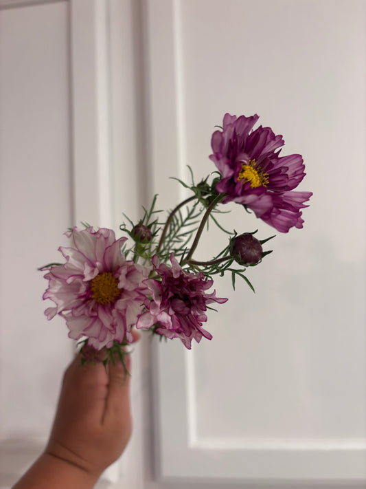 Cosmos - double click purple