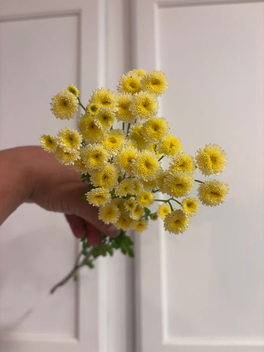 Feverfew - magic lime