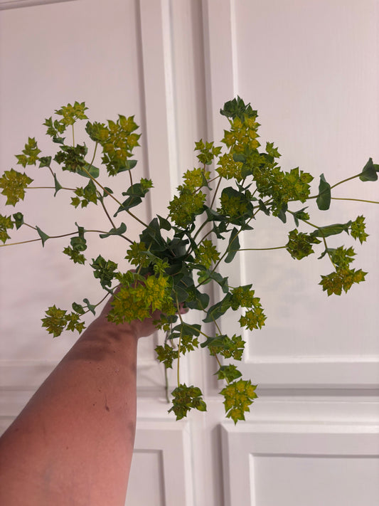 Bupleurum