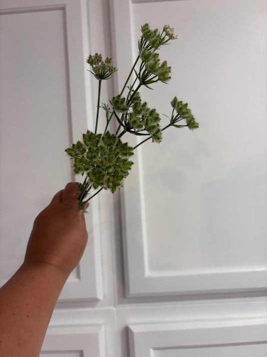 Orlaya - seed pods