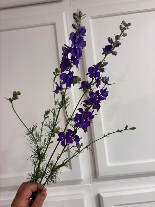 Larkspur