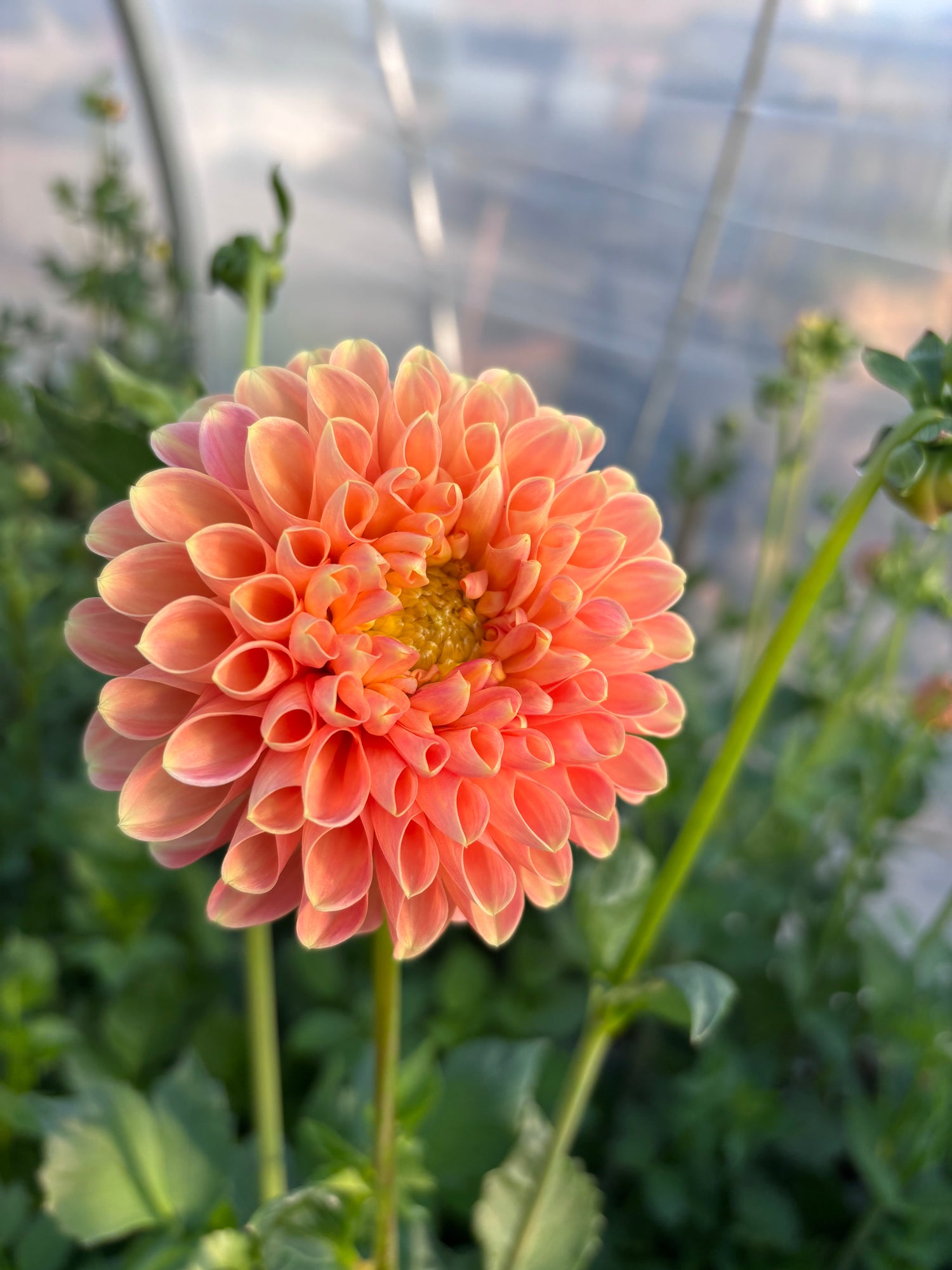 Bouquet Subscription - Specialty Dahlias (4 Weeks) arrangement 3 by Little Button Farm Bozeman