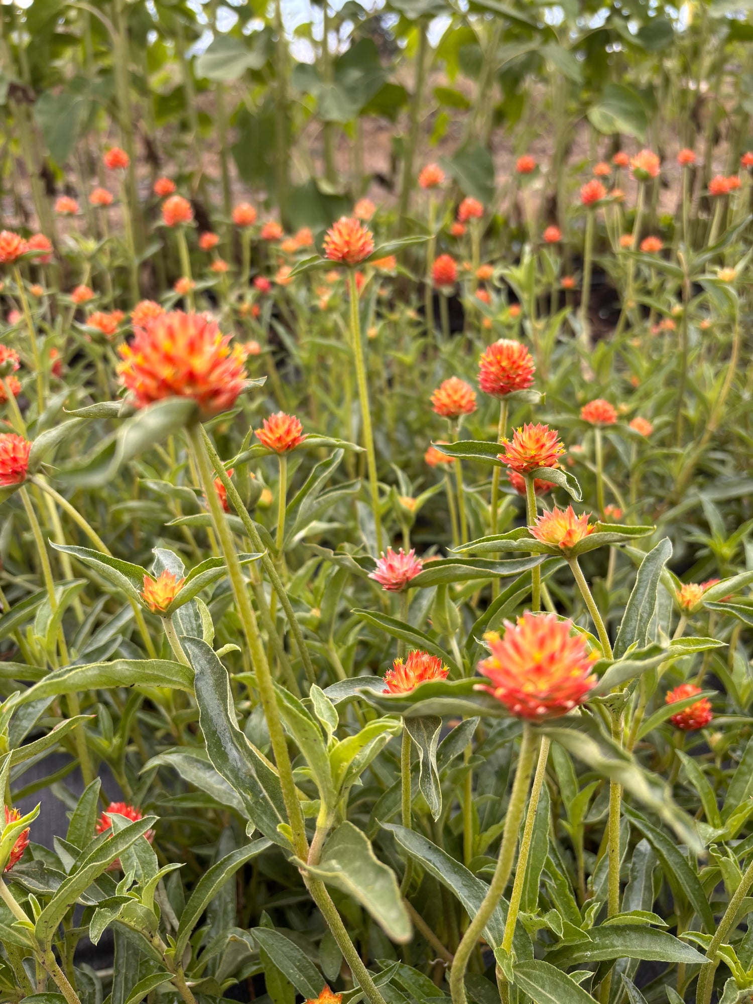 Gomphrena - Orange by Little Button Farm Bozeman