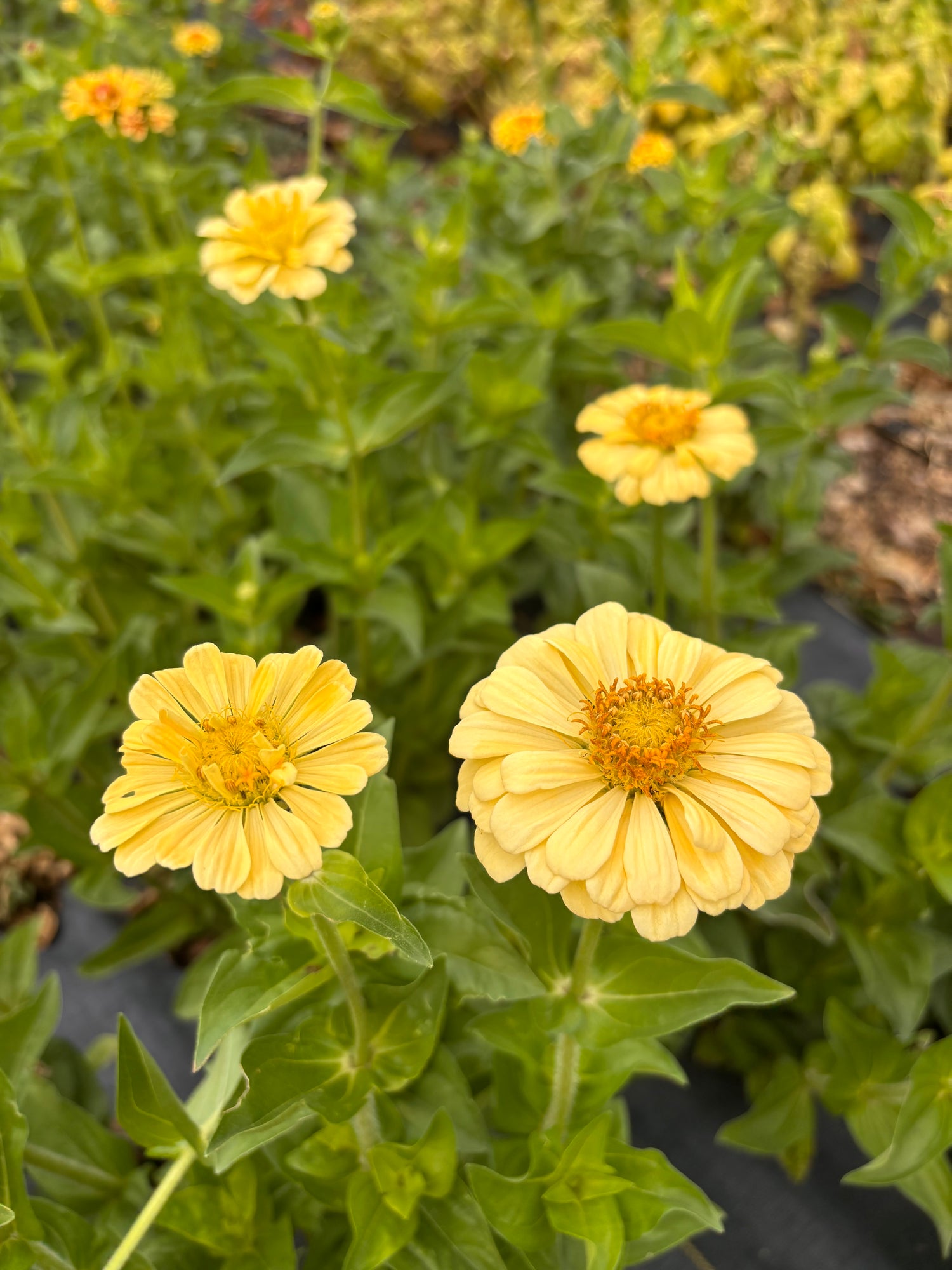 Zinnia - isabellina by Little Button Farm Bozeman