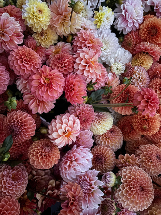 Flower Share - Specialty Dahlias (4 Weeks)